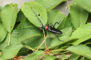 Asiatischer Moschusbockkäfer Aromia bungii