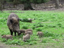 Schwarzwild Bache mit Frischlingen (Foto: StMELF)