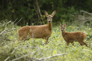 Zwei Rehe auf einer Lichtung