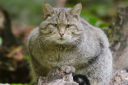 Wildkatze-fotolia 35754911 S Wolfgang Kruck