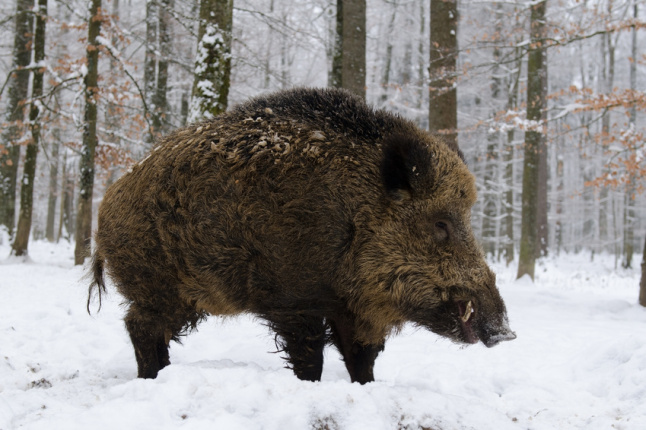 Keiler im Schnee (Foto: Wolfgang Kruck/fotolia.com)